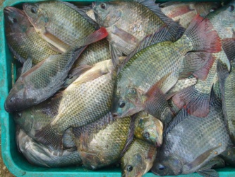 Tilapia